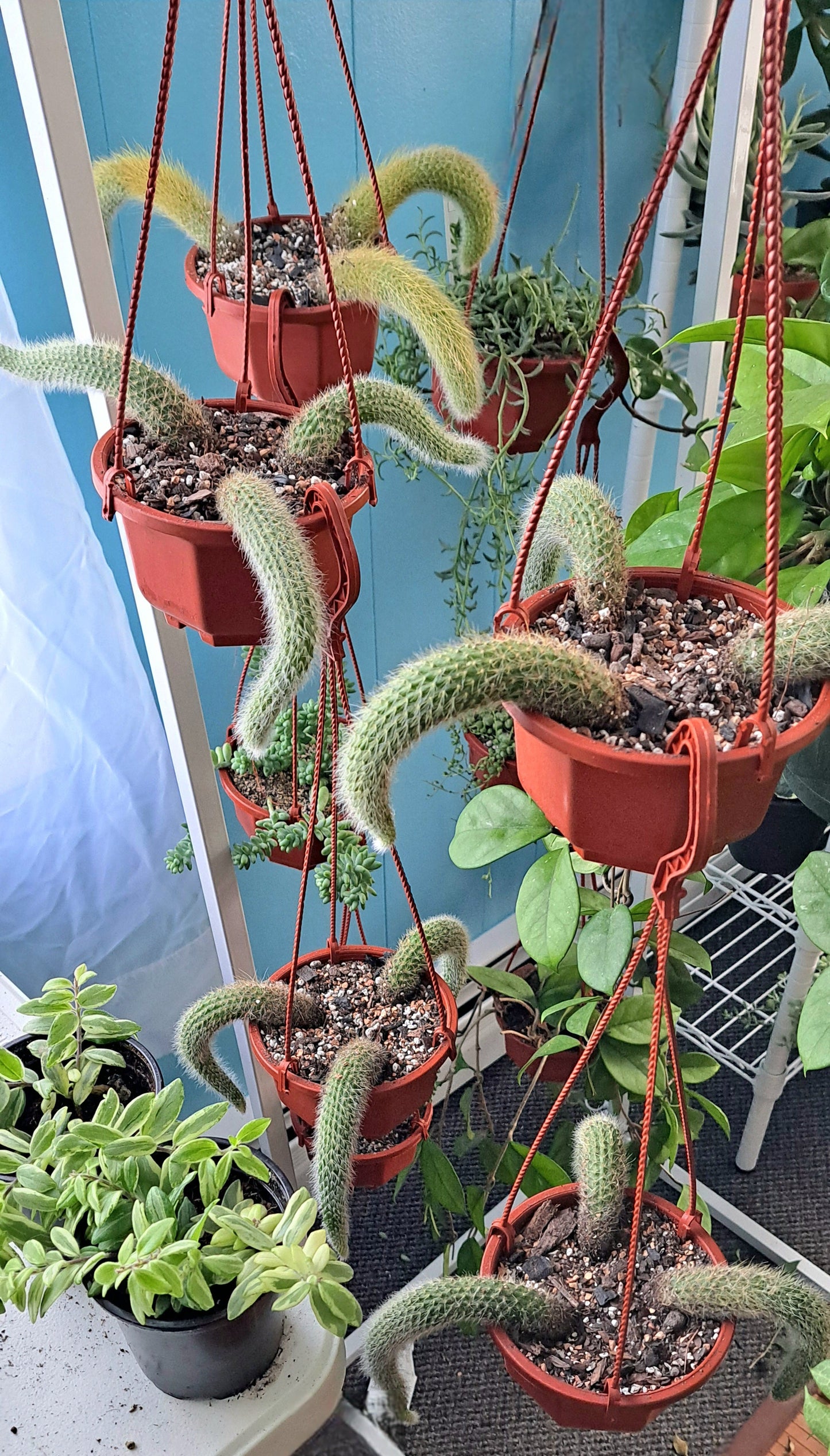 Hildewintera colademononis trailing 'Monkey Tail Cactus'