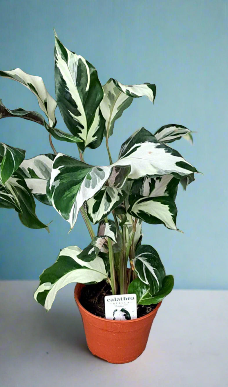 Calathea 'Stella'