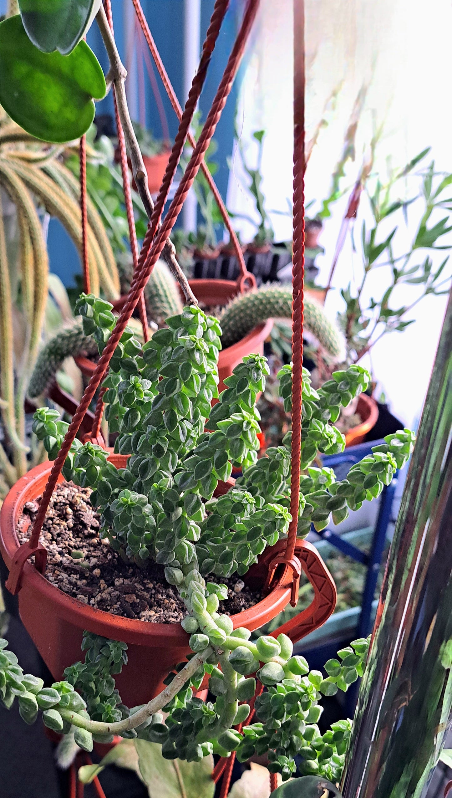 Pepperomia columella