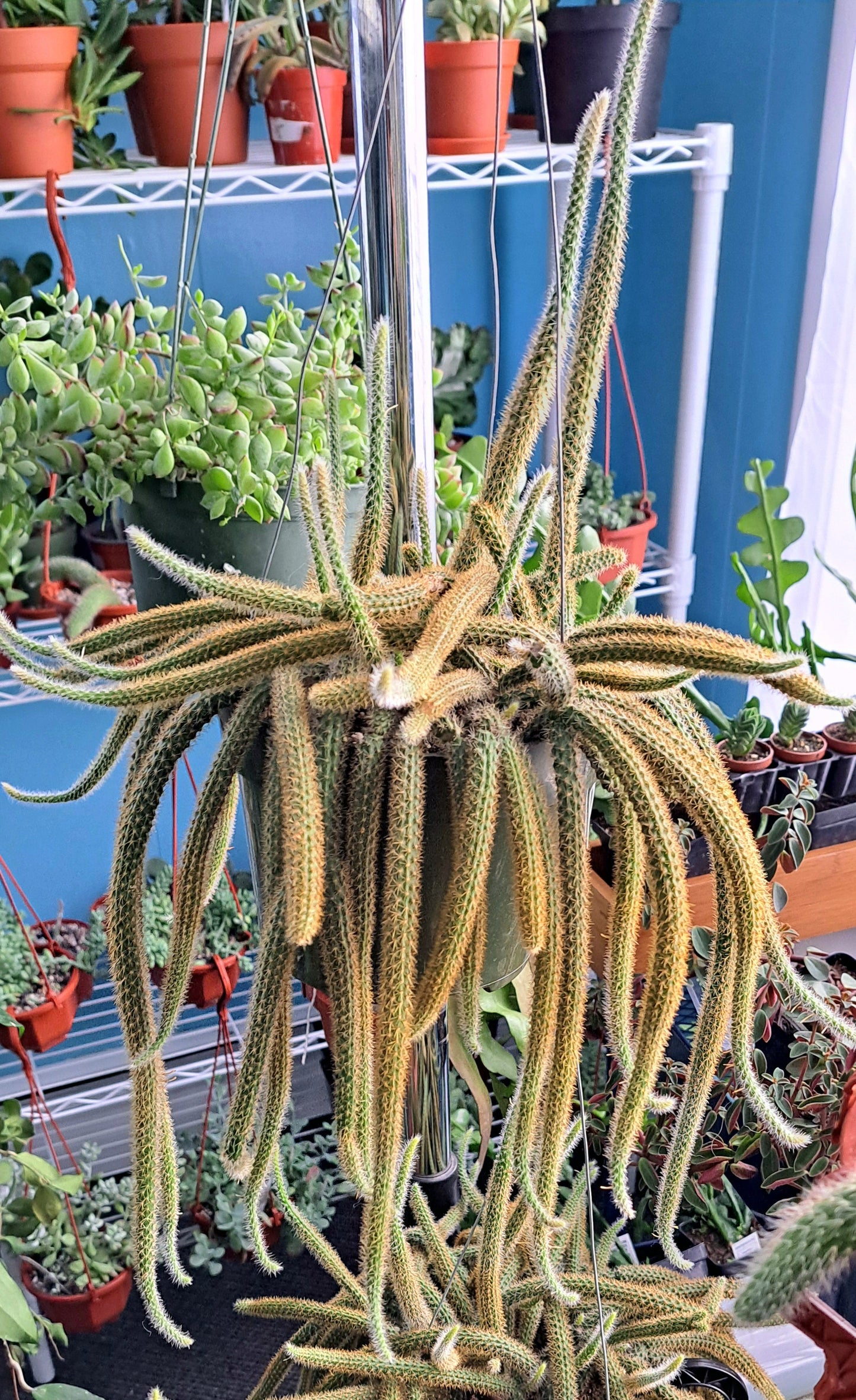 Aporocactus flagelliformis 'Rattail Cactus'