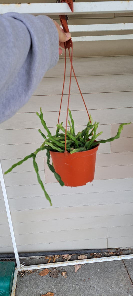 Rhipsalis paradoxa