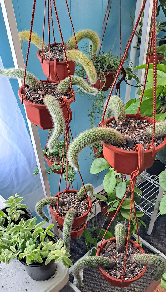 Hildewintera colademononis  trailing 'Monkey Tail Cactus'