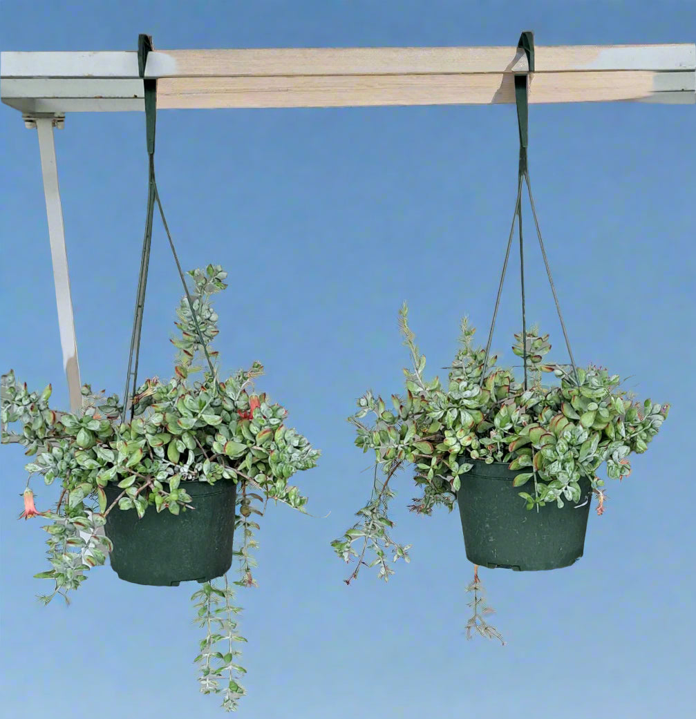 Cotyledon pendens 'Cliff'