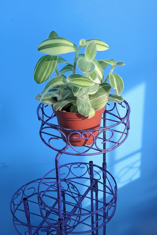 Tradescantia sillamontana variegata 'Velvet Stripe'